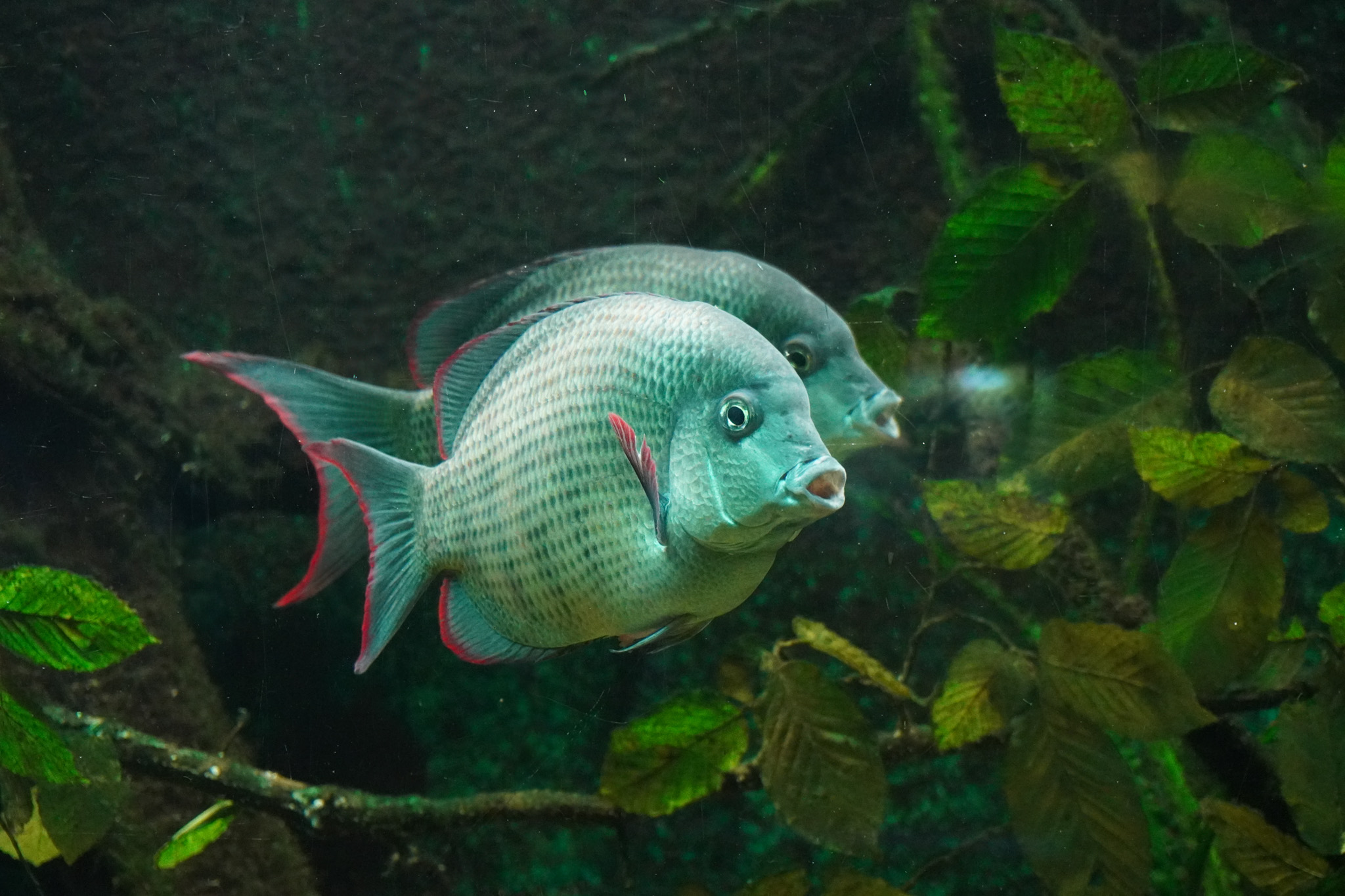 Fisch