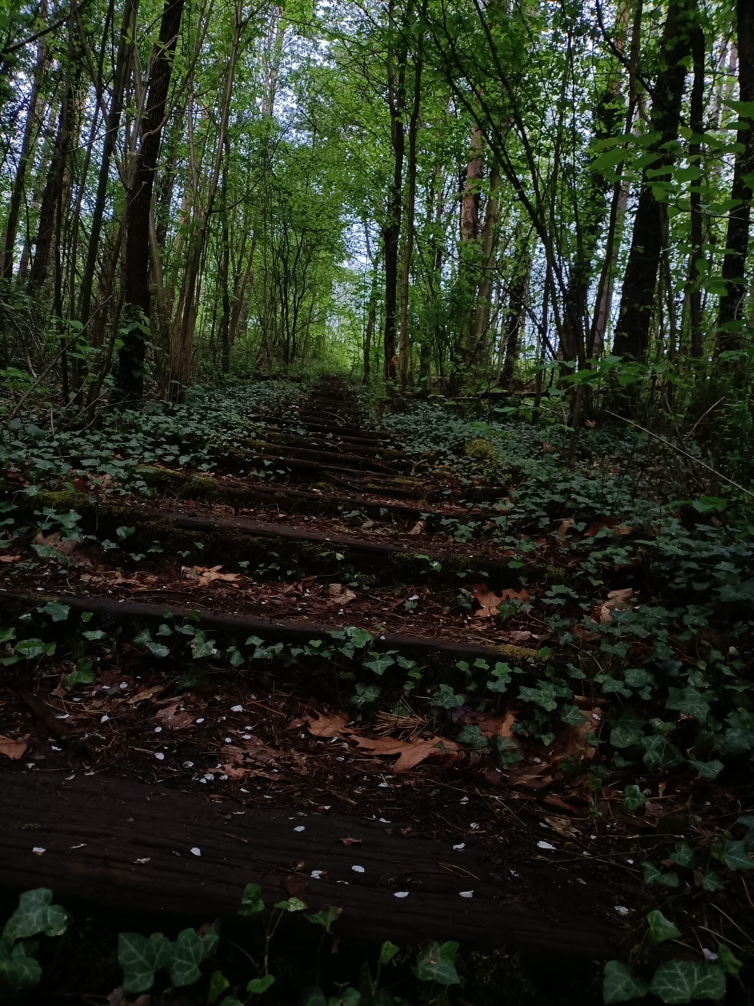 Treppen im Wald