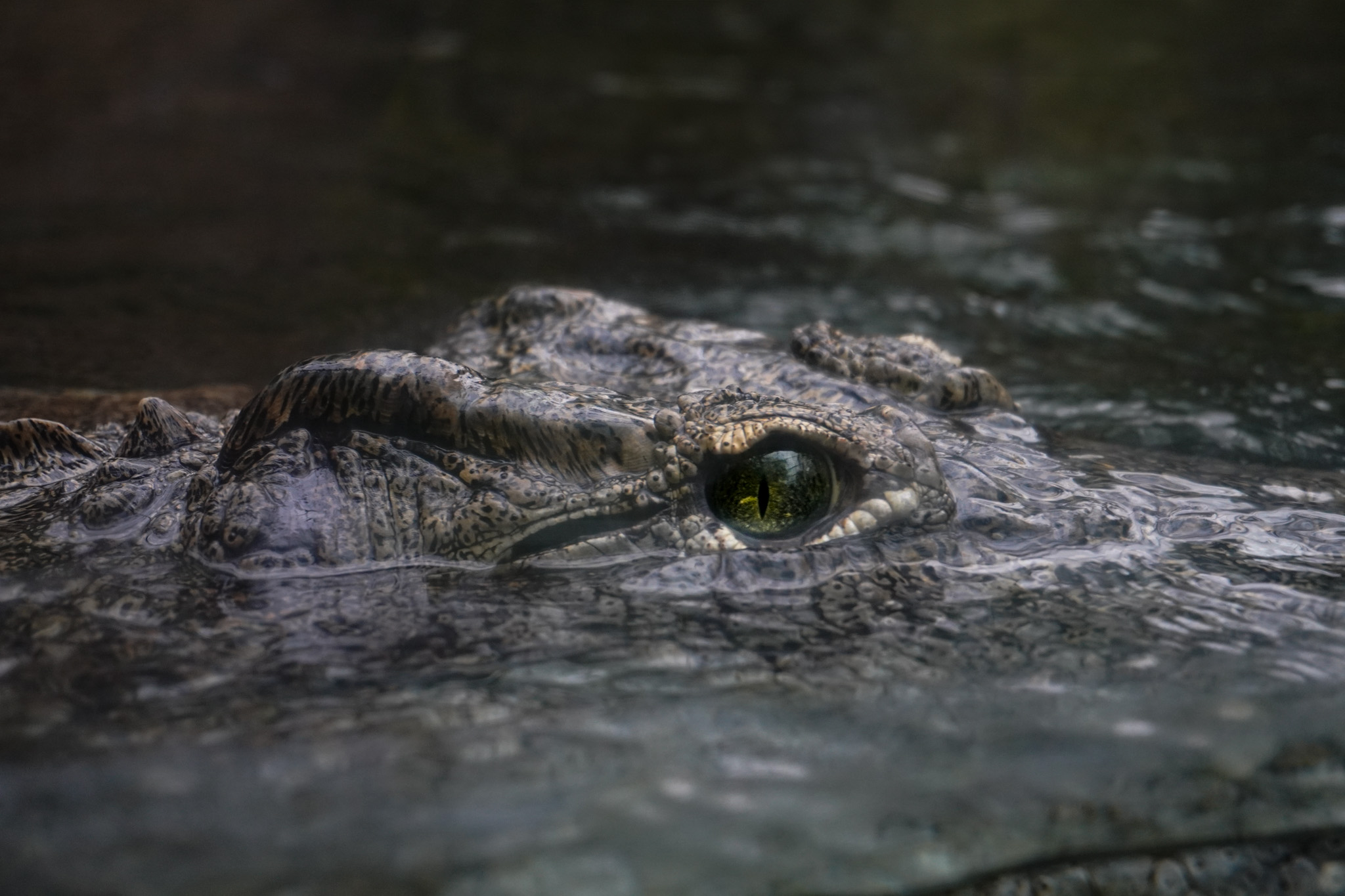 Krokodil