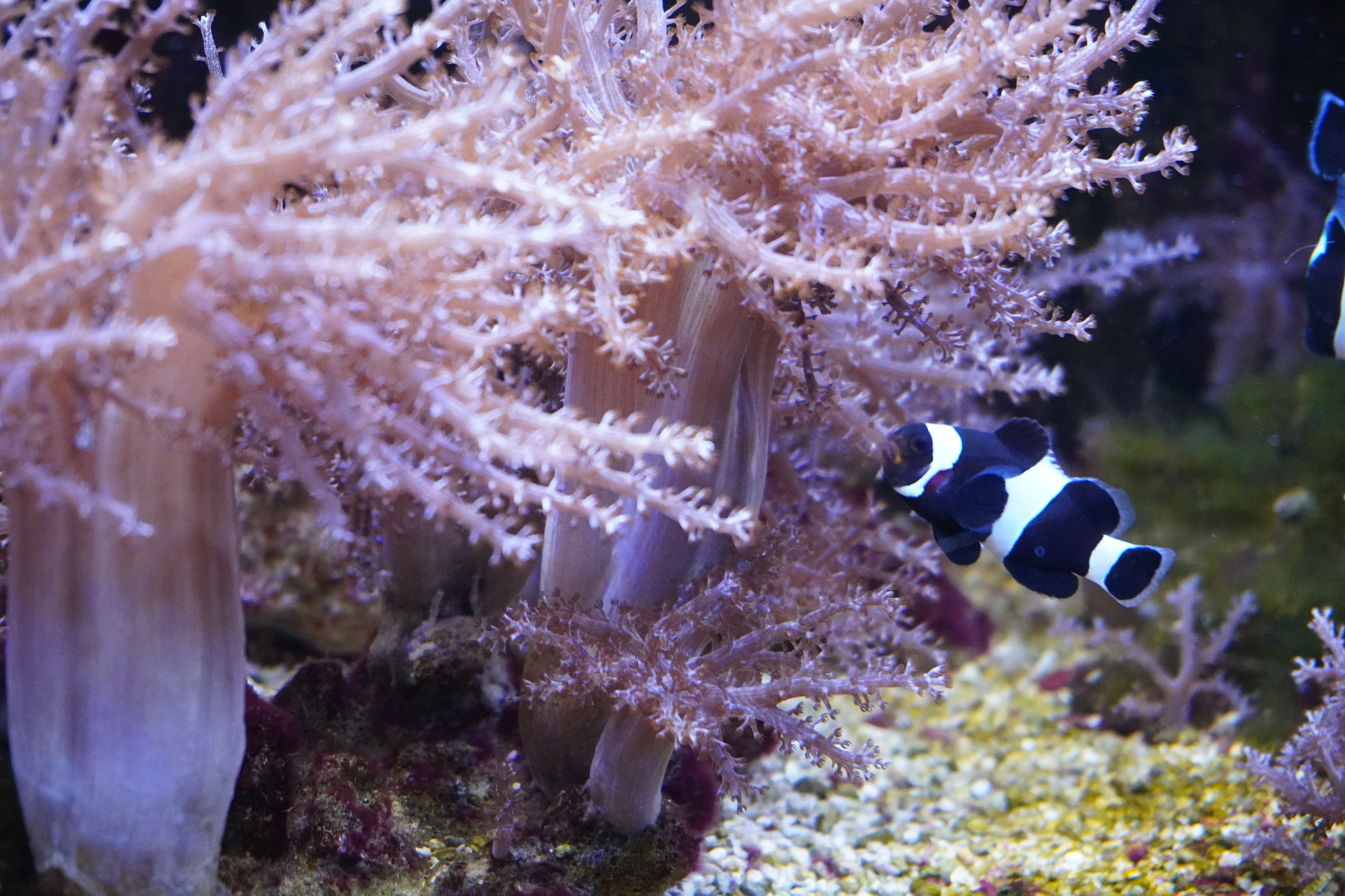 Nemo