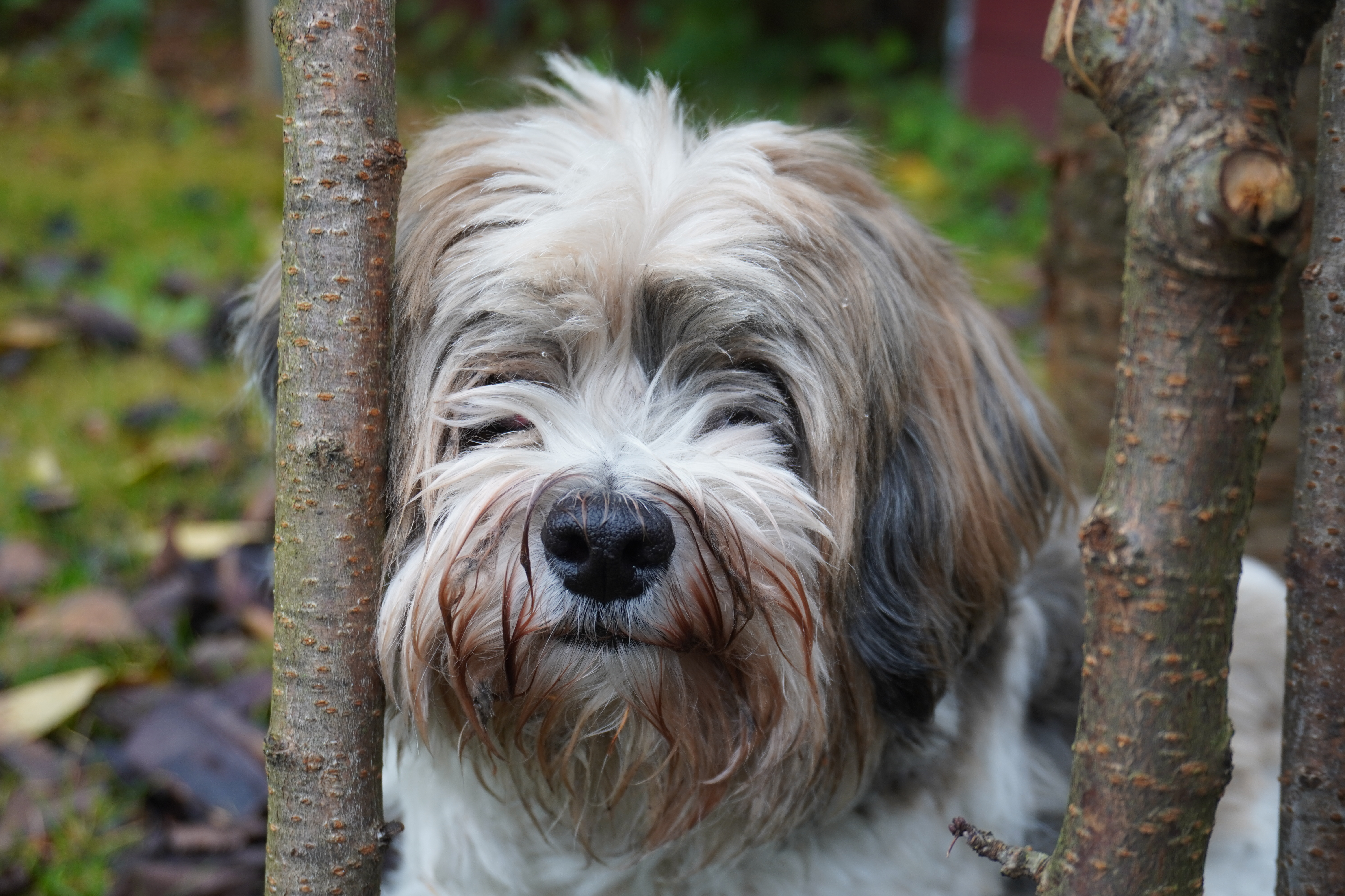Hund